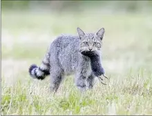  ??  ?? Le chat est un animal utile mais il faut réduire sa proliférat­ion.