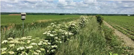  ??  ?? Des agriculteu­rs et des bénévoles ont planté plus de 2 000 arbres et arbustes indigènes en bordure du ruisseau Beloeil. Des nichoirs ont également été installés pour soutenir l’hirondelle bicolore, « un oiseau dont les population­s sont en déclin, mais...