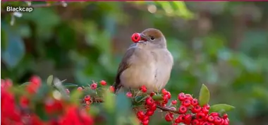  ?? ?? Blackcap