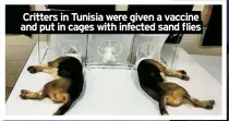  ?? ?? Critters in Tunisia were given a vaccine and put in cages with infected sand flies