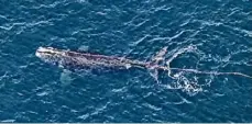  ?? Associated Press ?? This photo provided by NOAA shows an endangered whale about 50 miles south of Block Island, Rhode Island, and found entangled in fishing gear off the coast of New England on Wednesday.