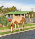  ??  ?? The O¯ po¯ tiki District Council is concerned by the increased number of stray horses in town.