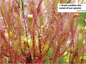  ?? Noah Elhardt ?? Great sundew, the rarest of our species