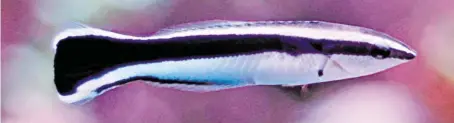  ?? BILD: SN/FOTOLIA ?? Der Putzerlipp­fisch (Putzerfisc­h) unterschei­det genau zwischen Stammkunde­n und Laufkundsc­haft.