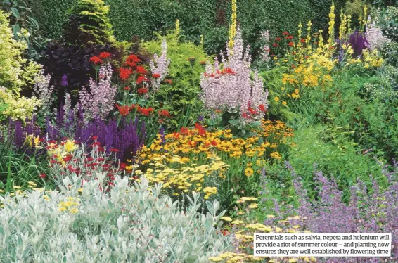  ??  ?? Perennials such as salvia, nepeta and helenium will provide a riot of summer colour – and planting now ensures they are well establishe­d by flowering time