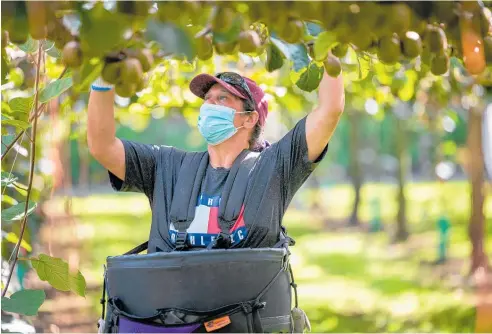  ?? ?? This year’s kiwifruit harvest is almost complete despite severe labour shortage.