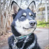  ?? SUBMITTED PHOTO ?? Aspen, a Husky who was taken to emergency after consuming a presumed cannabis product at a public park in St. John’s last week, is shown in this undated handout photo.
