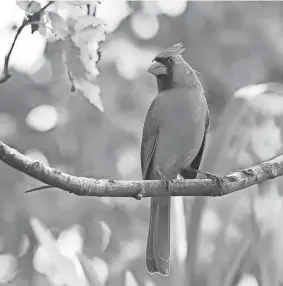  ?? STATEPOINT ?? Your home’s windows can be an unexpected hazard to birds, but there solutions that can help keep them safe this spring nesting season and beyond.