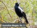  ?? ?? Australian Magpie: No. 3