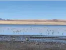  ?? ?? Shorebirds at Lake Abert in September 2023. Photograph: Caroline Tracey