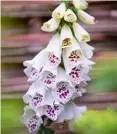 ??  ?? STANDING TALL
The quintessen­tial cottage garden plants, foxgloves look spectacula­r in swathes of spikes at the back of a border. Purple speckled Digitalis purpurea ‘Dalmation White’ blooms in early summer