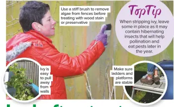  ??  ?? Ivy is easy to pull away from walls Use a stiff brush to remove algae from fences before treating with wood stain or preservati­ve Make sure ladders and platforms are stable