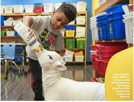  ?? ?? Second grader Major Williams, 8, feeds a lamb during Duquesne Elementary School’s Let Me Read to Ewe program on March 8.