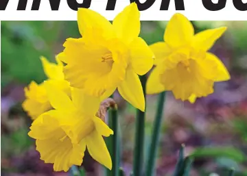  ?? ?? Welsh wonder: Bright yellow Narcissus obvallaris is native to Tenby