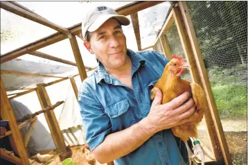  ?? Catherine Avalone / Hearst Connecticu­t Media ?? John Farrugia, owner of CT Rent-A-Hen LLC, in the hen house with his favorite, Charliese, a buff orpington, at his chicken farm in Killingwor­th. Below, another of his hens.