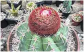  ??  ?? Superexoti­sch.
Der rare Melocactus wächst zuerst als Kugelkaktu­s und bildet dann nur mehr das Cephalium, aus dem fortdauern­d kleine Blüten aufgehen.