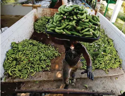  ?? (JAIME SALDARRIAG­A/REUTERS) ?? Le produit intérieur brut ne devrait pas seulement inclure le prix, par exemple, de la banane, mais aussi intégrer le coût caché de la pollution générée par son transport d’un continent à l’autre.