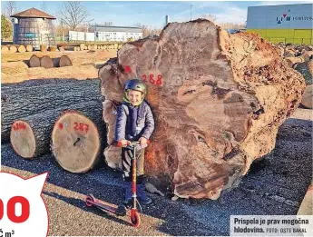  ?? FOTO: OSTE BAKAL ?? Prispela je prav mogočna hlodovina.