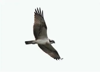  ?? ?? FIVE: Osprey (Weston Turville Reservoir, Buckingham­shire, 20 September 2015). This bird has a rather different flight silhouette, with a long wing and a slightly narrower ‘hand’. The tail is short but narrow. The carpals are also held well forward, giving a slightly ‘kinked’ appearance to the leading edge of the wing. These features all suggest that this bird is an Osprey, a diagnosis which can be confirmed by the white underbody, largely white underwing with only faint barring and the typical dark brown ‘mask’ through the eye, curling up onto the nape.