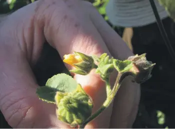  ?? ?? The invasive pest plant velvet leaf has been found in the Waikato region for the first time since 2019.