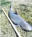  ??  ?? An 86cm bull shark caught in Currumbin Creek this week.