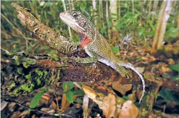  ?? PHOTOS BY ÁLVARO DEL CAMPO/THE FIELD MUSEUM VIA THE NEW YORK TIMES ?? An Enyalioide­s woodlizard. Millions of acres in the remote rain forests of Peru’s northeast corner have become one of the Western Hemisphere’s newest national parks: Yaguas National Park will protect millions of acres of roadless wilderness — and the...