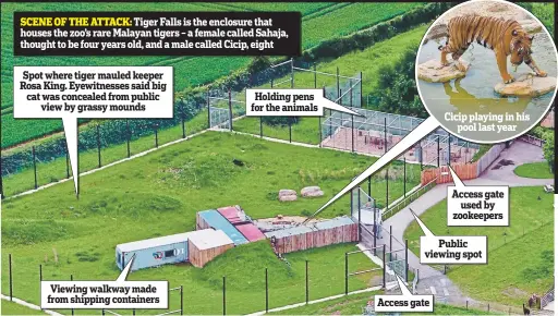  ??  ?? SCENE OF THE ATTACK: Tiger Falls is the enclosure that houses the zoo’s rare Malayan tigers – a female called Sahaja, thought to be four years old, and a male called Cicip, eight Spot where tiger mauled keeper Rosa King. Eyewitness­es said big cat was...