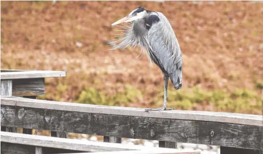  ?? STAFF FILE PHOTO BY TIM BARBER ?? Greet the first sunrise of the new year on a sunrise hike at Booker T. Washington State Park in Harrison on Wednesday, Jan. 1. Participan­ts should keep an eye out for wetlands fowl like this blue heron on a park pier.