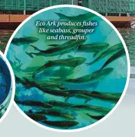  ?? ?? Eco Ark produces fishes like seabass, grouper and threadfin.