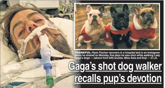  ??  ?? THANKFUL: Ryan Fischer recovers in a hospital bed in an Instagram photo he shared on Monday, five days he was shot while walking Lady Gaga’s dogs — (above from left) Gustav, Miss Asia and Koji — in LA.