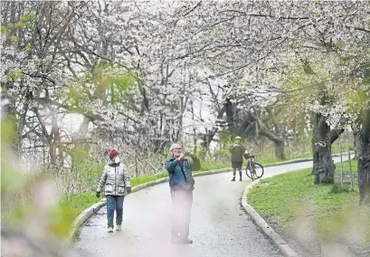  ?? RICHARD LAUTENS TORONTO STAR FILE PHOTO ?? Toronto will be bringing back the “BloomCam,” a 24-hour livestream of the trees in bloom, and will be fencing off the cherry trees.