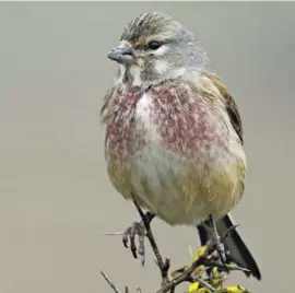  ?? ?? Linnet