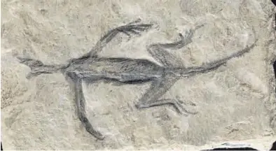  ?? VALENTINA ROSSIX ?? Imagen del fósil de reptil hallado en los Alpes y que, hasta ahora, se creía de 280 millones de años.