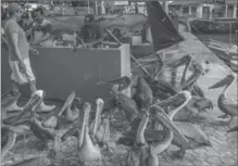  ??  ?? Pelicans looking for handouts at the fish market in Puerto Ayora.