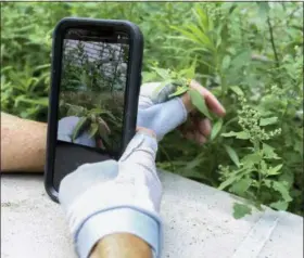  ?? EMILIANO RODRIGUEZ MEGA — THE ASSOCIATED PRESS ?? Susan Hewitt photograph­s a daisy-like weed known as ‘shaggy soldier’ and adds it to iNaturalis­t, the app she uses to participat­e in the New York City EcoFlora project. “If people could just take a few minutes to look at nature closely, I think they...