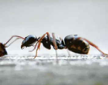  ?? Foto: Karl-Josef Hildenbran­d, tmn ?? Einzelne Ameisen müssen Mieter ertragen. Nistet sich aber eine ganze Kolonie häuslich in der Wohnung ein, sollten sie den Vermieter informiere­n.
