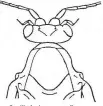  ??  ?? Ocelli of winter cranefly (absent in true craneflies).