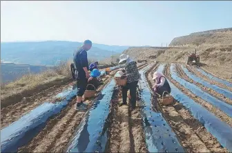  ?? PROVIDED TO CHINA DAILY ?? Farmers plant danshen, also known as red sage root, in Zhuanglang county, Gansu province, under the guidance of experts from Nankai University in Tianjin.