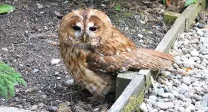  ?? James Ingham ?? ●●James’ picture of the tawny owlet