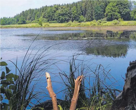  ?? FOTO: PAULINA STUMM ?? Der Holzmühlew­eiher bei Immenried ist einer der Kißlegger Seen, die offiziell als Badegewäss­er eingestuft sind. Würde er im Zuge eines Biosphären­gebiets zum Pflegezone, wäre Schwimmen dort weiterhin erlaubt.