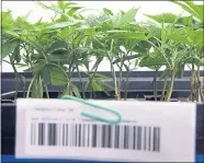  ?? SHMUEL THALER — SANTA CRUZ SENTINEL ?? A barcode on a marijuana plant at Utopia Cannabis in Soquel is used to track the plant from cultivatio­n to sale.