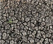  ?? Photo: Aaron Skinner ?? The Barcaldine region is one that has been hit the hardest by the drought.