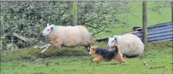  ??  ?? NFUS asks for harsher penalties for people who let their dogs attack livestock.