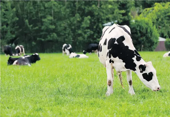  ?? SAM LEUNG ?? The Canadian dairy system works and doesn’t require big government subsidies, unlike that in the United States.