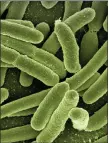  ??  ?? „ E.coli can be deadly to children and vulnerable adults.