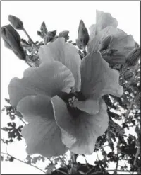  ?? The Associated Press ?? DYE GARDENS: Blue hibiscus, or Alyogyne, which is a good option to grow if you want to harvest a rich purple dye. Planting natural dye gardens is becoming a popular pursuit for those with green thumbs, as well as artists who work in various mediums.