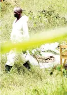  ??  ?? An investigat­or at the scene of a shallow grave in Rivoli, St Catherine, yesterday. The police believe that the site is used by members of the Clansman gang to bury their victims.