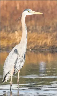  ??  ?? The great blue heron typically arrives about mid-to-late March.