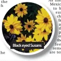  ??  ?? Black eyed Susans