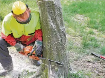  ?? FOTO: RPN ?? Abgeholzt ist ein Baum schnell, für das Wachsen braucht er viele Jahre. Seit Abschaffun­g der Baumschutz­satzung registrier­te der BUND weit mehr als 1000 Fällungen auf Privatgrun­dstücken.